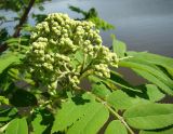 Sorbus aucuparia