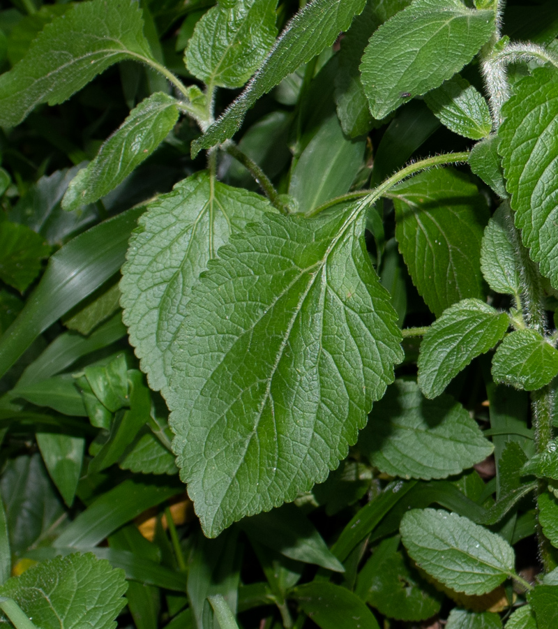 Изображение особи Ageratum houstonianum.