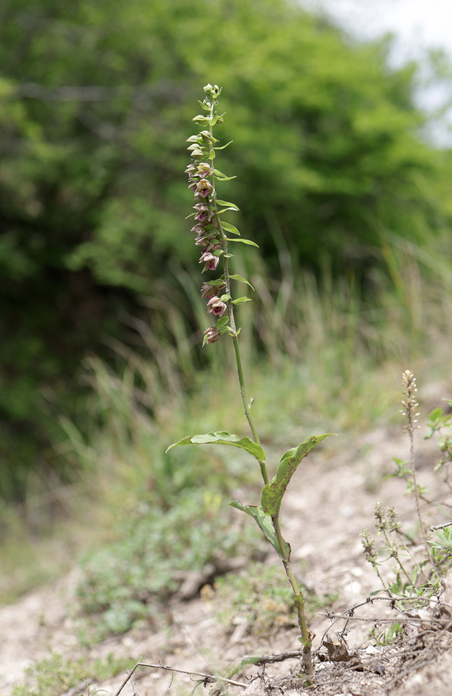 Изображение особи Epipactis helleborine.