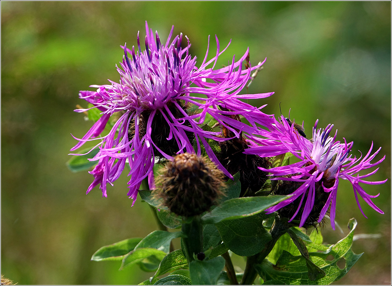 Изображение особи Centaurea phrygia.