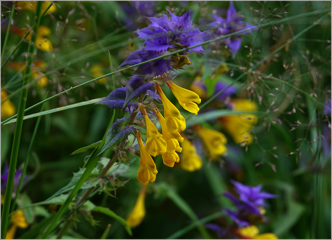 Изображение особи Melampyrum nemorosum.