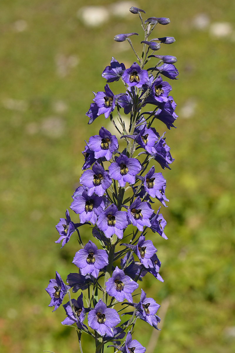 Image of Delphinium flexuosum specimen.