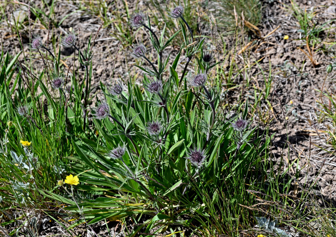 Изображение особи Lomelosia alpestris.