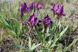 Смотреть изображение Iris pumila