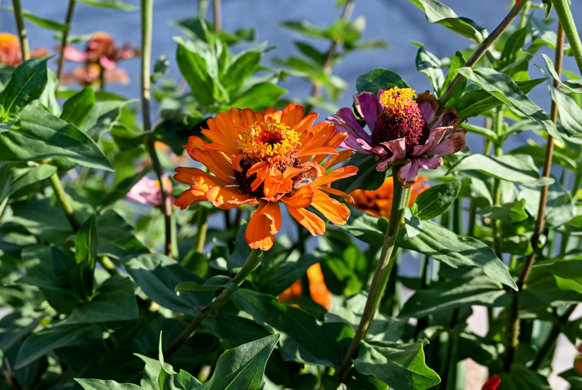 Image of Zinnia elegans specimen.