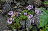 Cardamine macrophylla