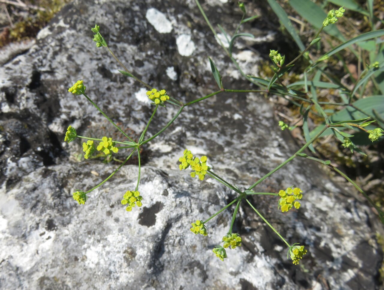 Изображение особи Bupleurum falcatum.