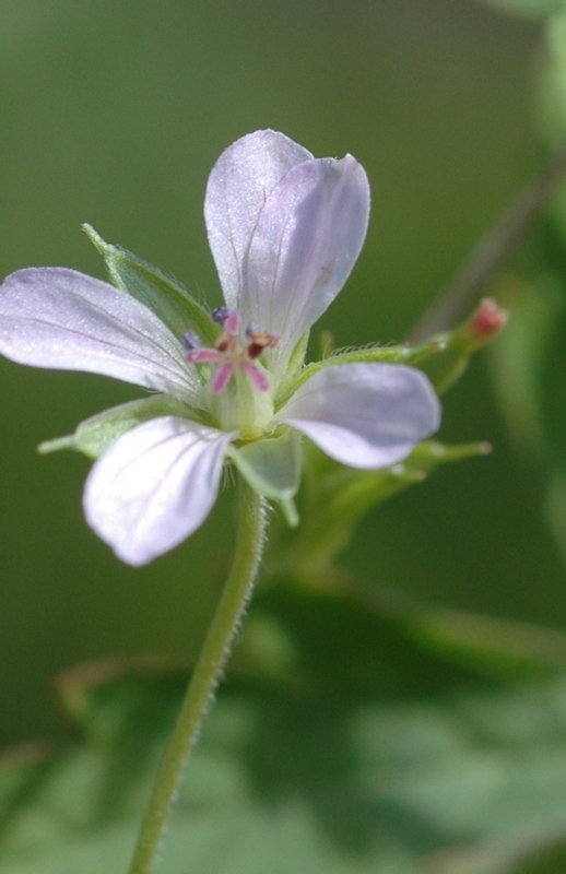 Image of Geranium sibiricum specimen.