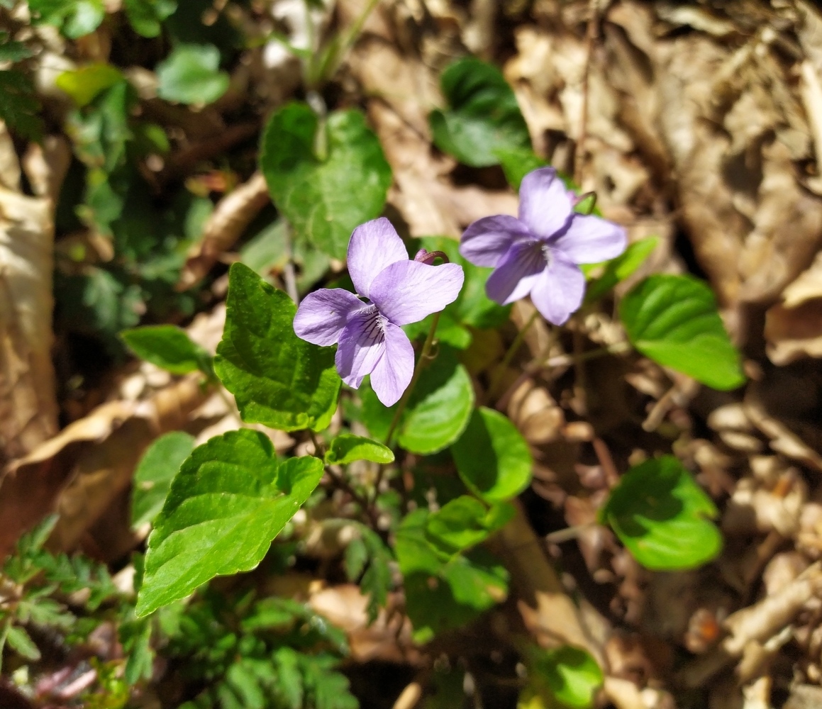 Image of Viola reichenbachiana specimen.