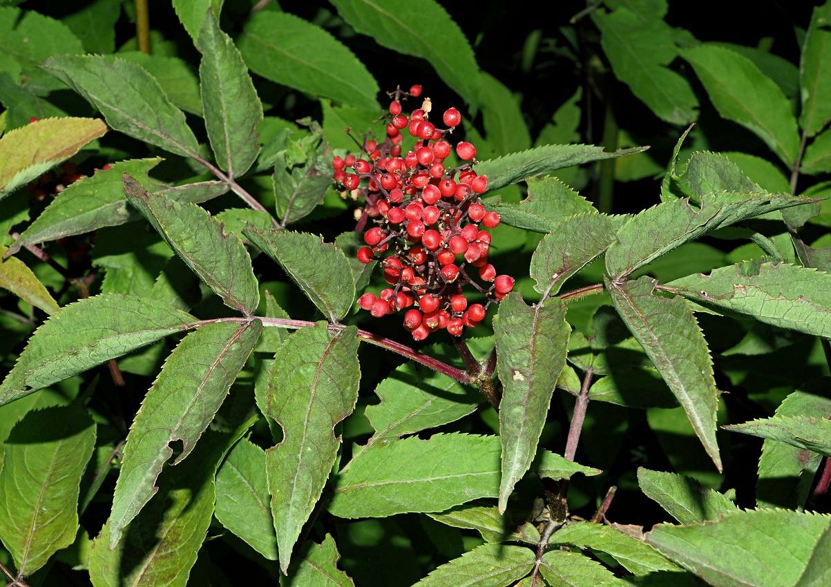 Image of Sambucus racemosa specimen.