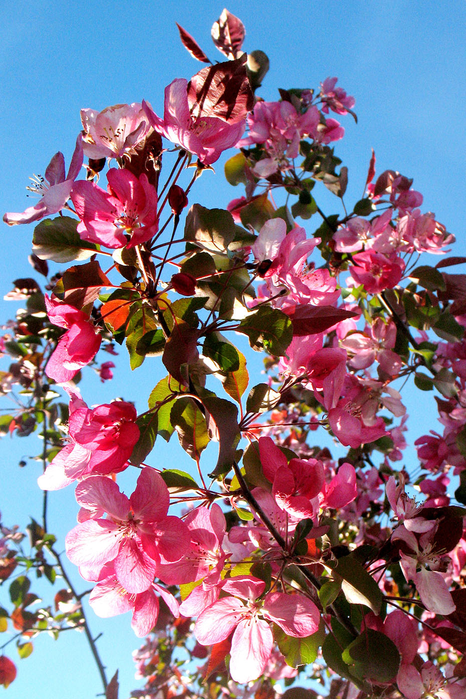 Image of Malus &times; purpurea specimen.