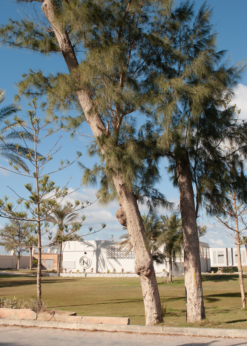 Изображение особи Casuarina equisetifolia.