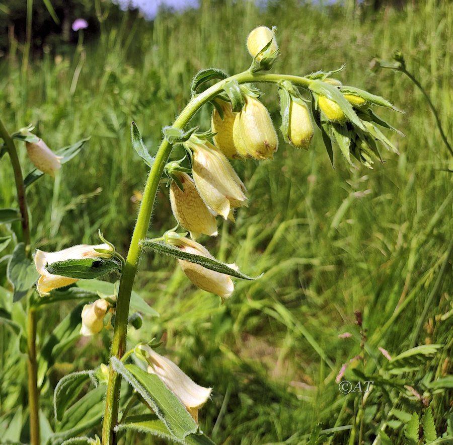 Image of Digitalis grandiflora specimen.