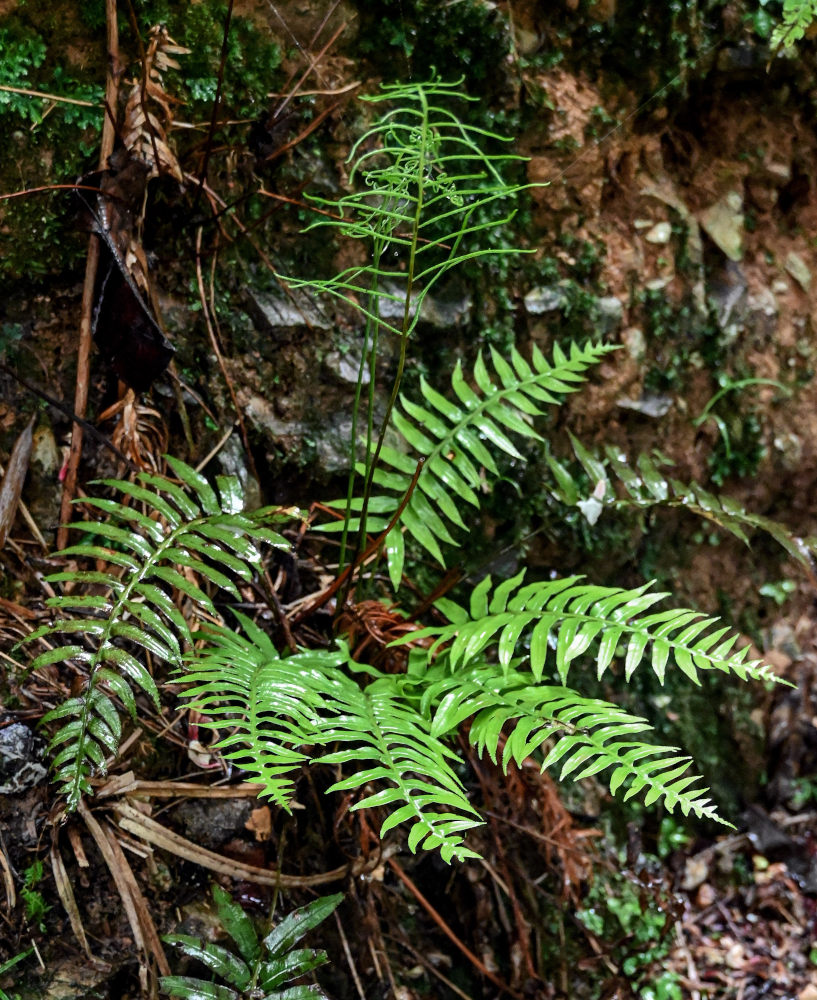 Изображение особи Plagiogyria japonica.