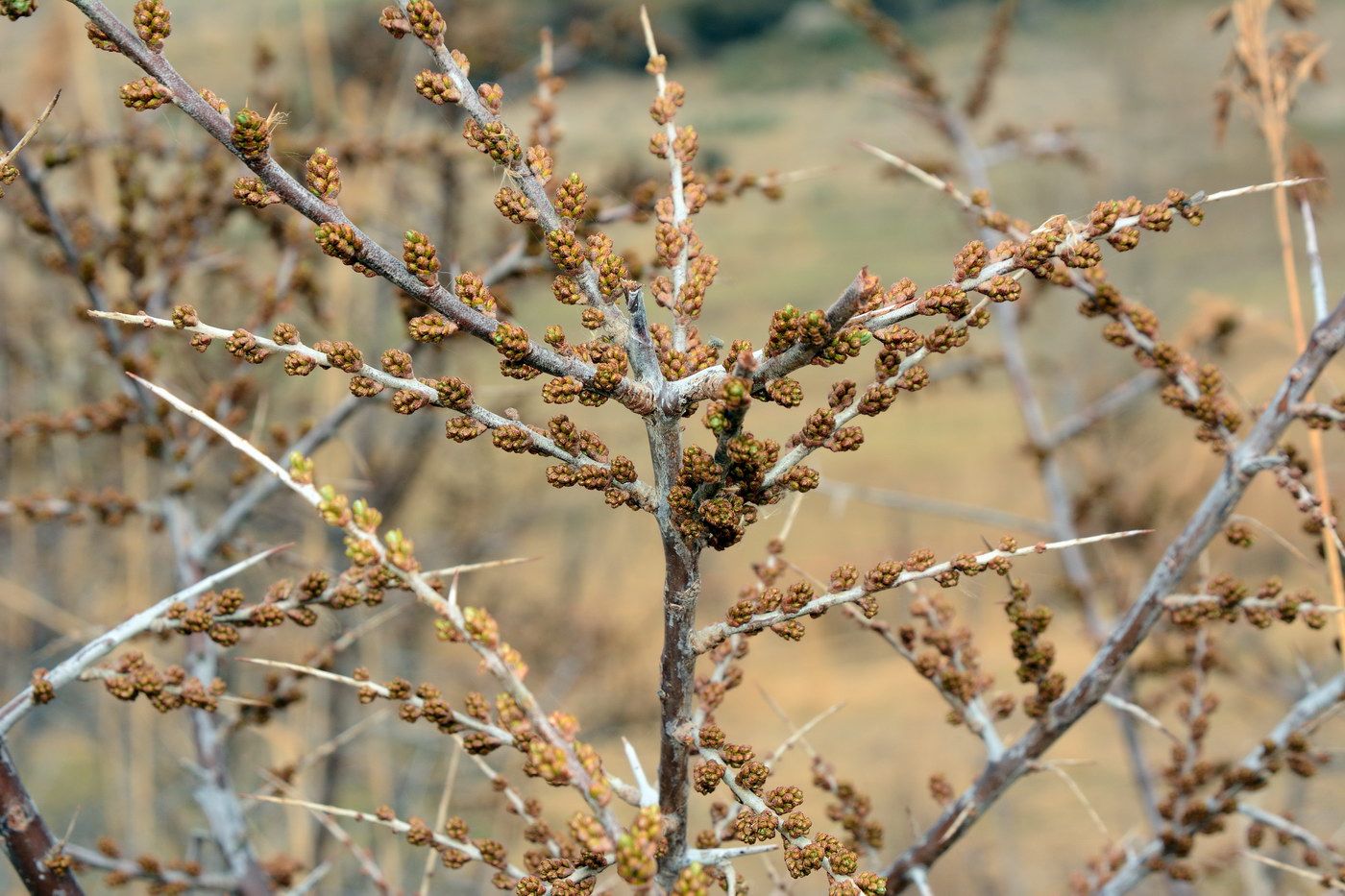 Image of Hippophae rhamnoides specimen.