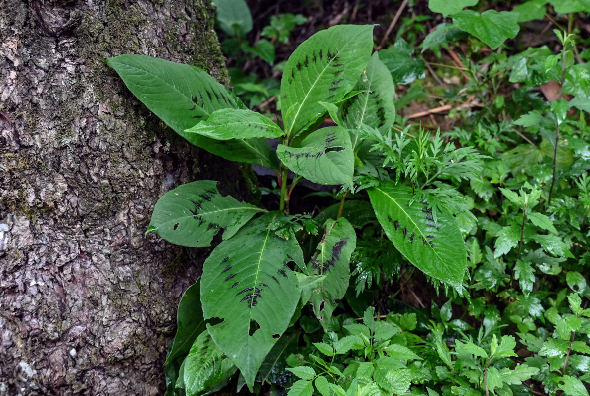 Image of genus Persicaria specimen.