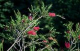 Callistemon citrinus