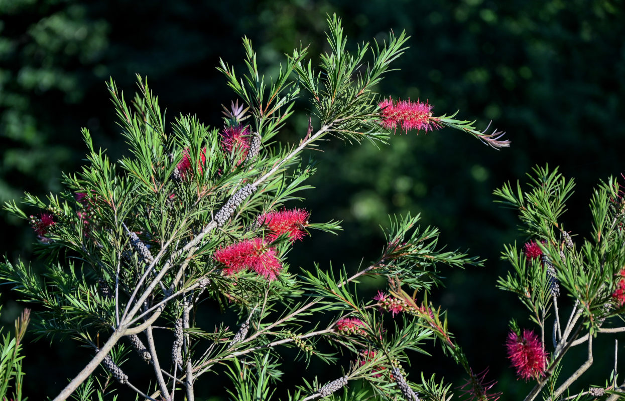 Изображение особи Callistemon citrinus.