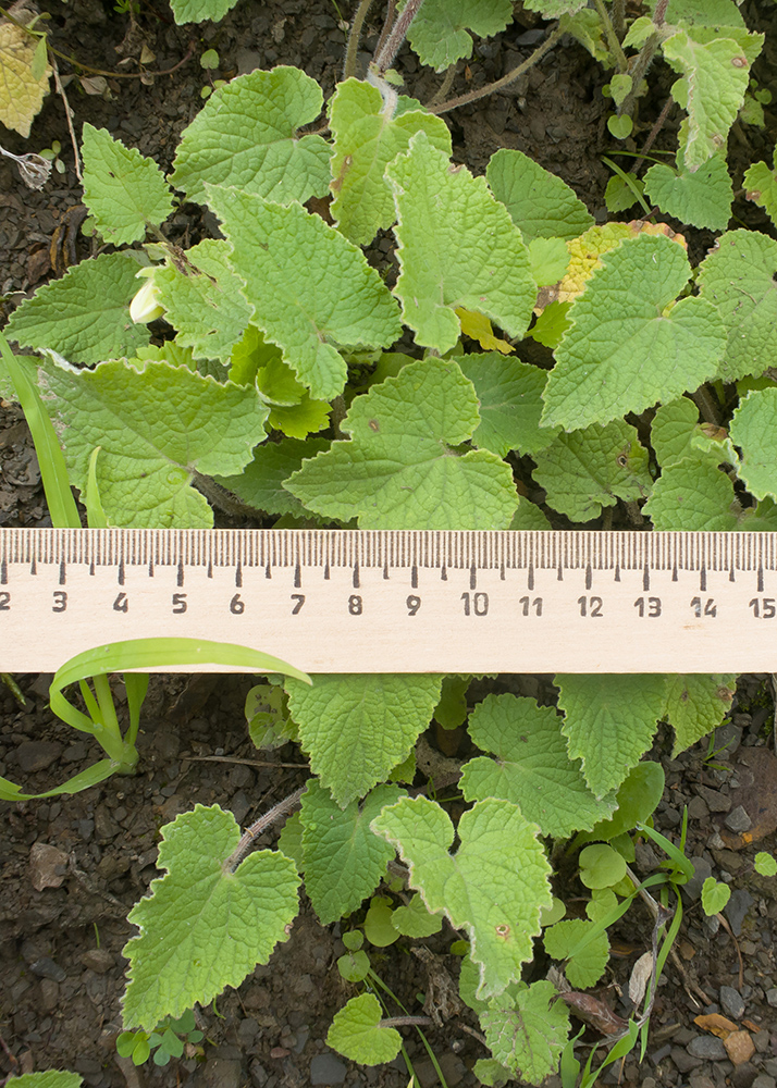 Image of Campanula dolomitica specimen.