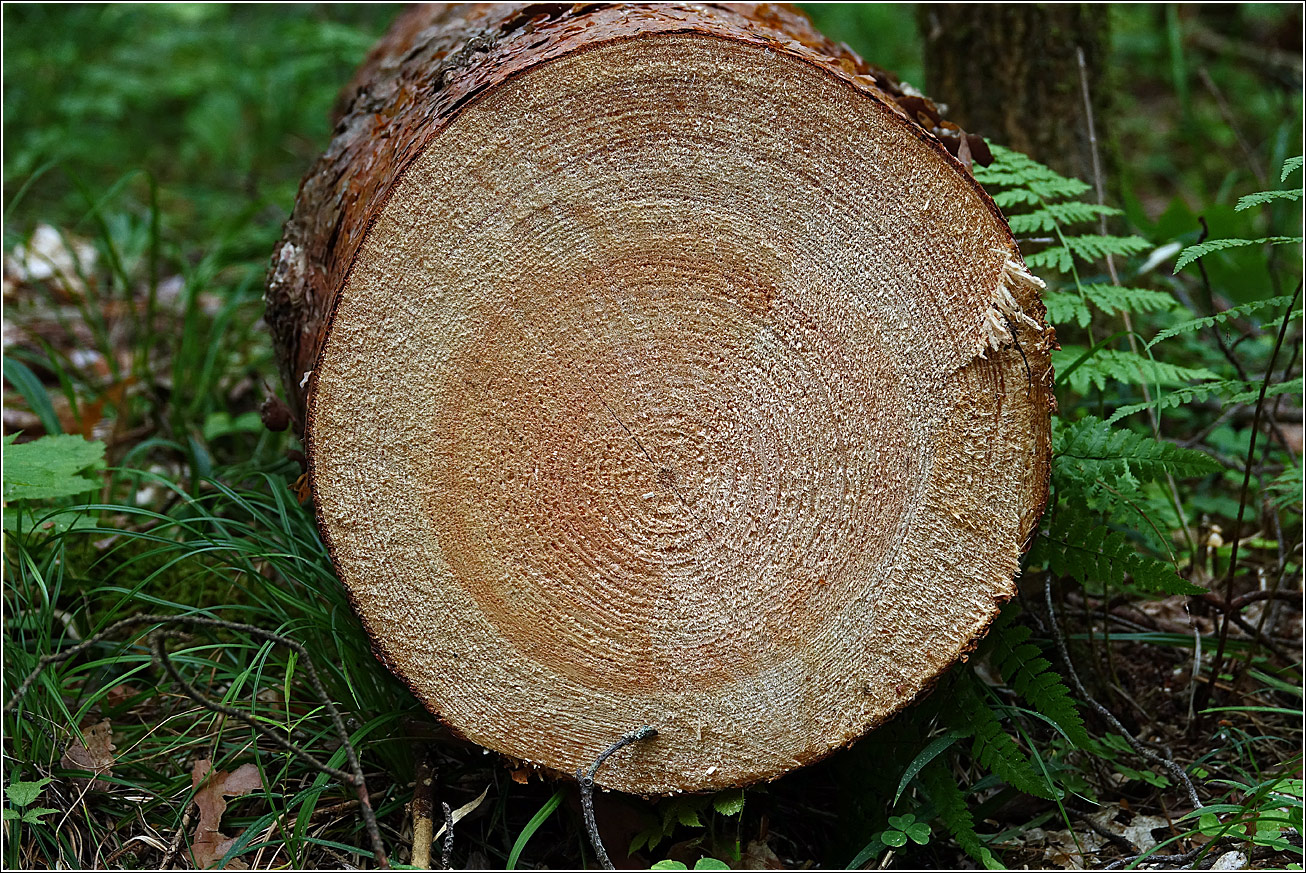 Изображение особи Pinus sylvestris.