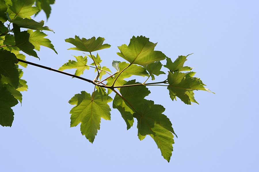 Image of Acer pseudoplatanus specimen.