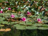 Nymphaea × marliacea. Цветки и листья. Крым, Южный Берег, подножие горы Аю-Даг, окр. ПГТ Партенит, небольшое озеро в парке. 24.05.2024.