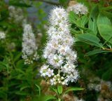 род Spiraea. Соцветие. Ленинградская обл., г. Выборг, парк Монрепо, дикорастущее. Июль 2024 г.