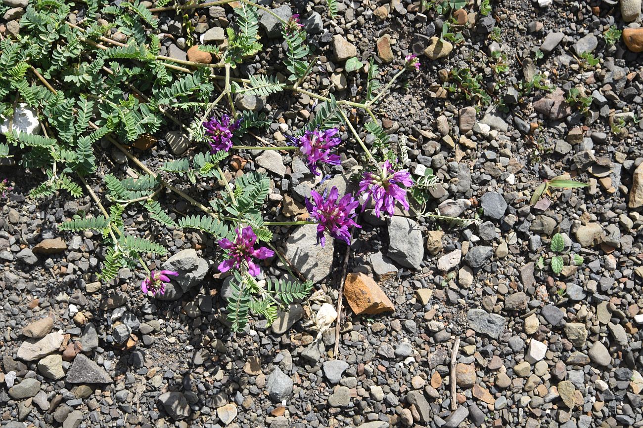 Изображение особи семейство Fabaceae.