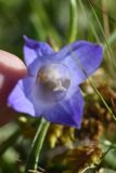 Campanula ciliata. Цветок с 4 долями отгиба венчика. Чечня, Шаройский р-н, окр. пер. Цумандинский, южный борт перевала, выс. ок. 2400 м н.у.м., луг. 24 июня 2024 г.