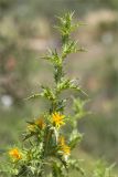 Scolymus hispanicus