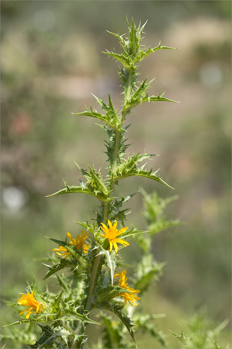 Изображение особи Scolymus hispanicus.