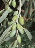 Elaeagnus angustifolia. Ветвь с незрелыми плодами. Узбекистан, Андижанская обл., Асакинский р-н, Асакинское лесное хозяйство, берег р. Аравансай. 12.07.2021.