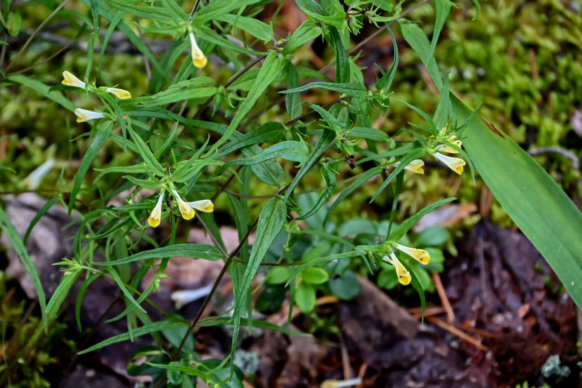 Изображение особи Melampyrum pratense.