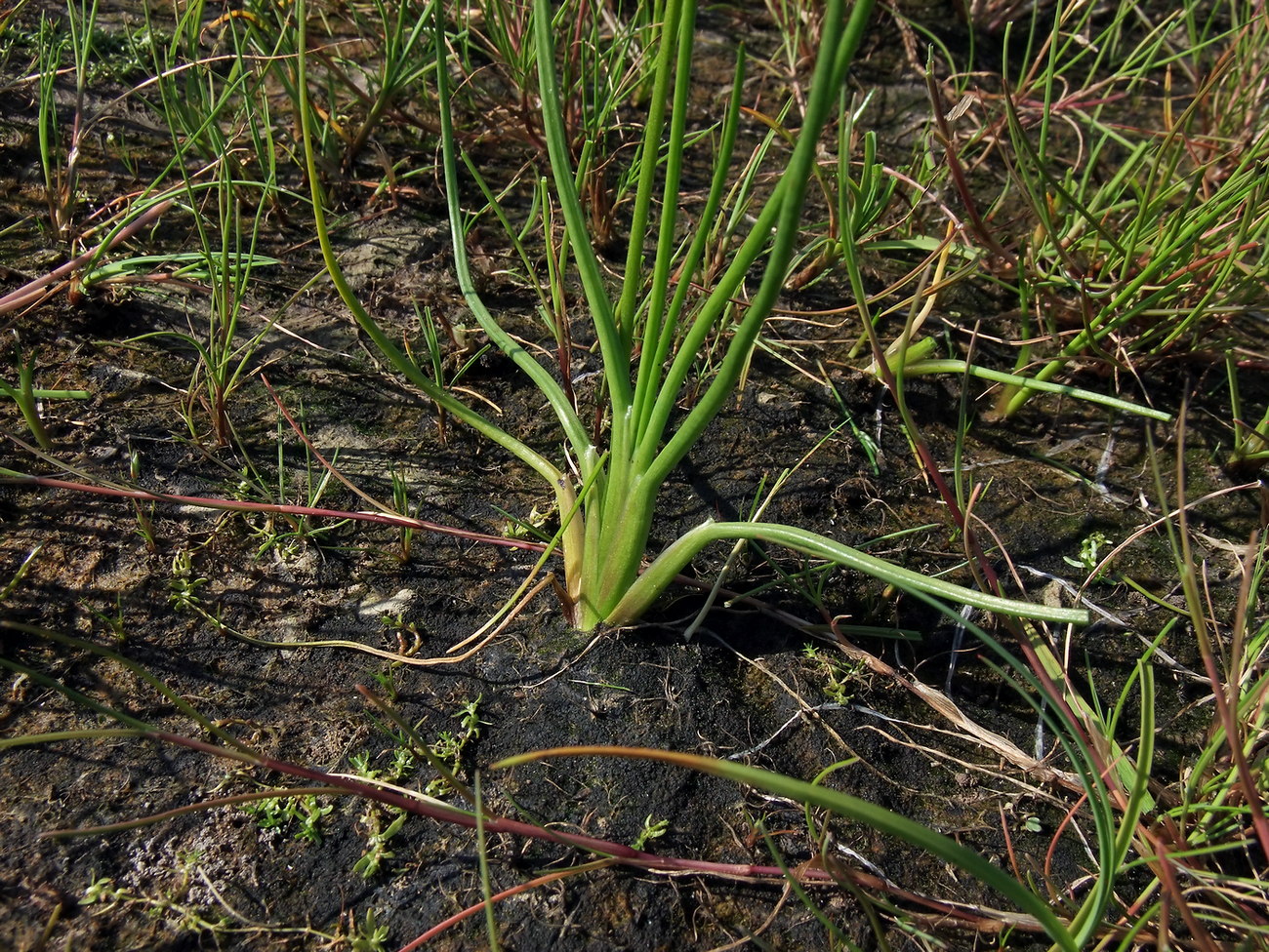 Image of Triglochin palustris specimen.