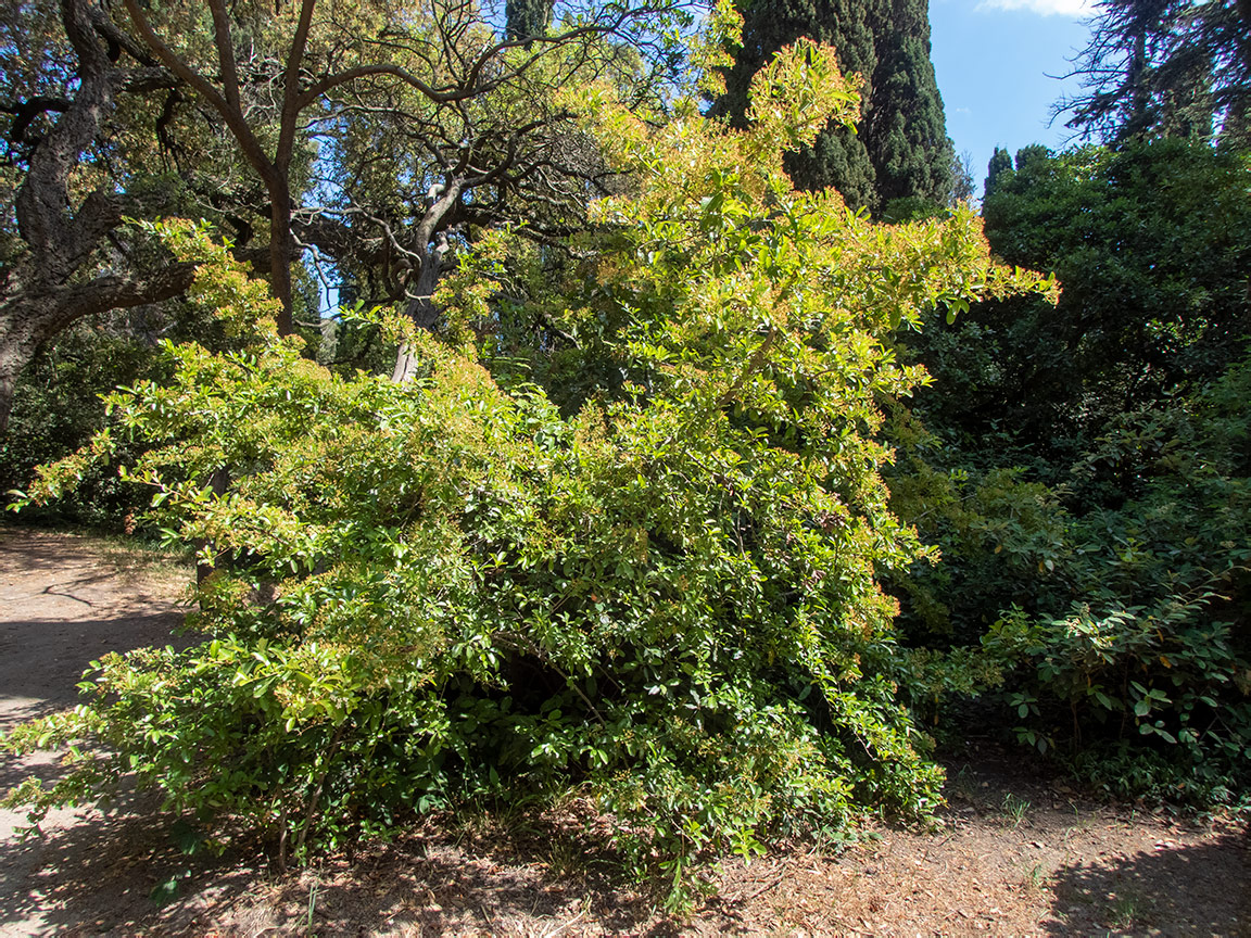 Image of genus Pyracantha specimen.