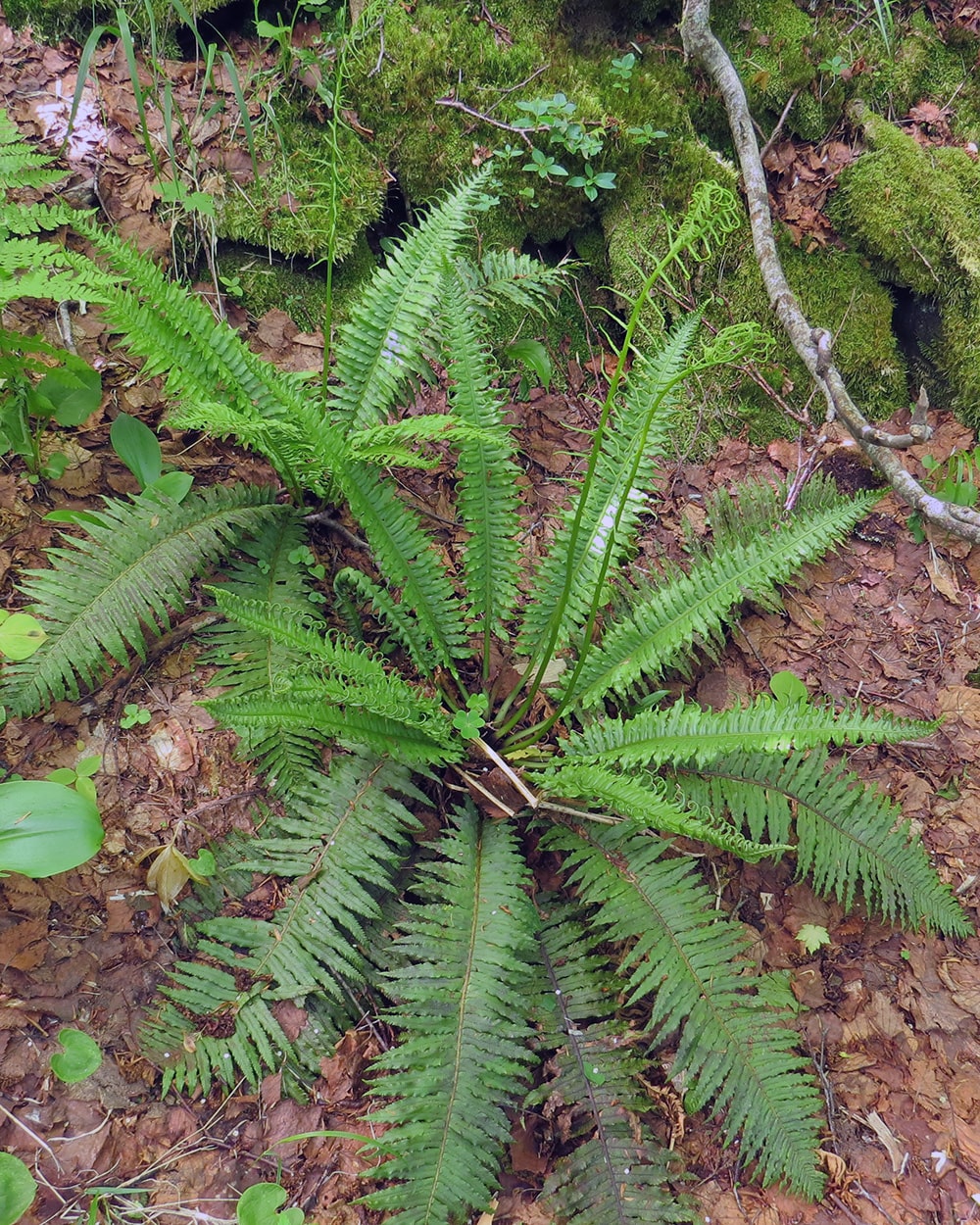 Image of Plagiogyria matsumureana specimen.