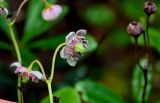 Chimaphila umbellata. Цветок. Вологодская обл., Сокольский р-н, Оларевская гряда, смешанный лес. 13.07.2024.