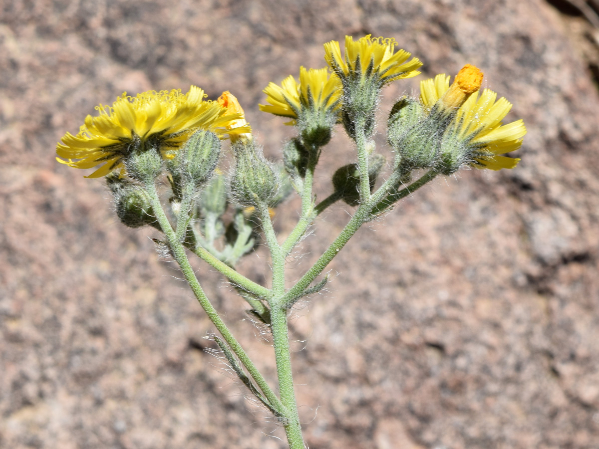 Изображение особи Pilosella procera.