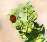 Euphorbia paralias. Соцветие с сидящей божьей коровкой. Республика Крым, Ленинский р-н, окр. с. Курортное, западная часть бухты Морской Пехоты, песчано-ракушечный пляж. 12.06.2021.