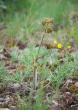 familia Apiaceae. Зацветающее растение. Казахстан, Восточно-Казахстанская обл., Глубоковский р-н, окр. с. Кожохово, щебнистая степь. 04.05.2024.