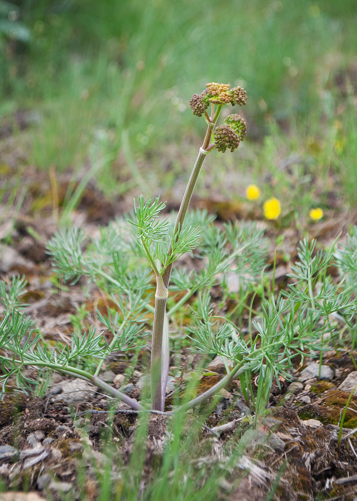 Image of familia Apiaceae specimen.