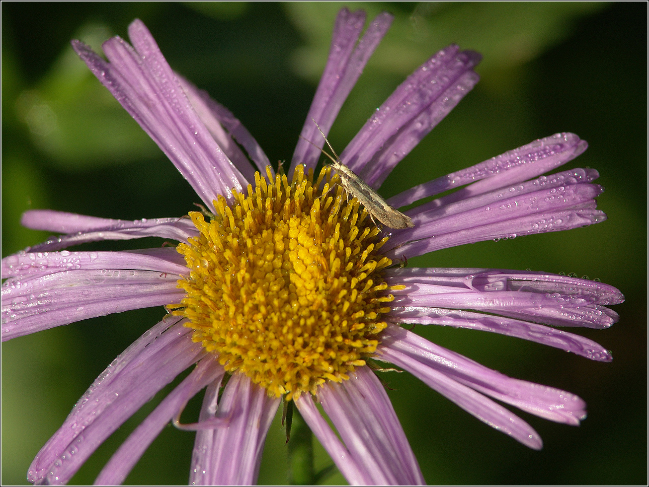 Image of genus Aster specimen.