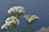 Galium platygalium. Верхушка цветущего растения с кормящимися жуками. Приморский край, Шкотовский р-н, пос. Подъяпольск, скалистый склон сопки. 12.06.2021.