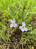 Смотреть изображение Viola elatior