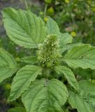 View full-size image Amaranthus retroflexus
