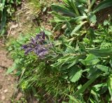 View full-size image Nonea intermedia