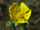 Potentilla argentea