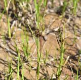 Смотреть изображение семейство Cyperaceae
