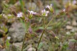 Cerastium pseudobulgaricum