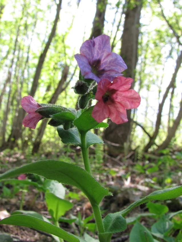 Image of Pulmonaria obscura specimen.